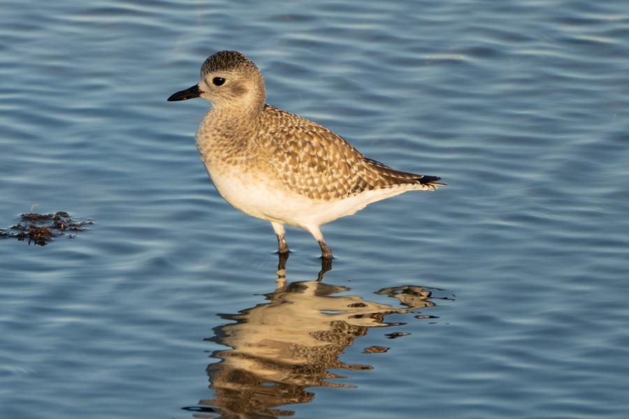 Plovers and Lapwings