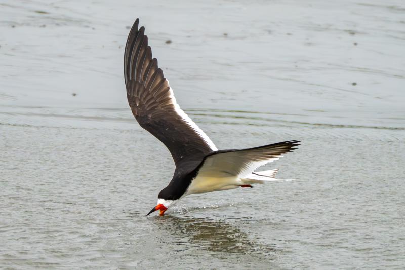 Black Skimmer skimming