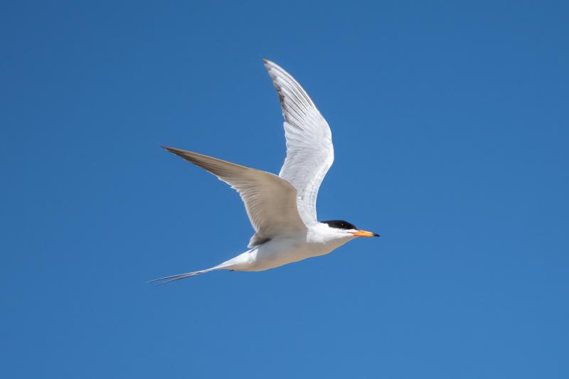 Foster's Tern