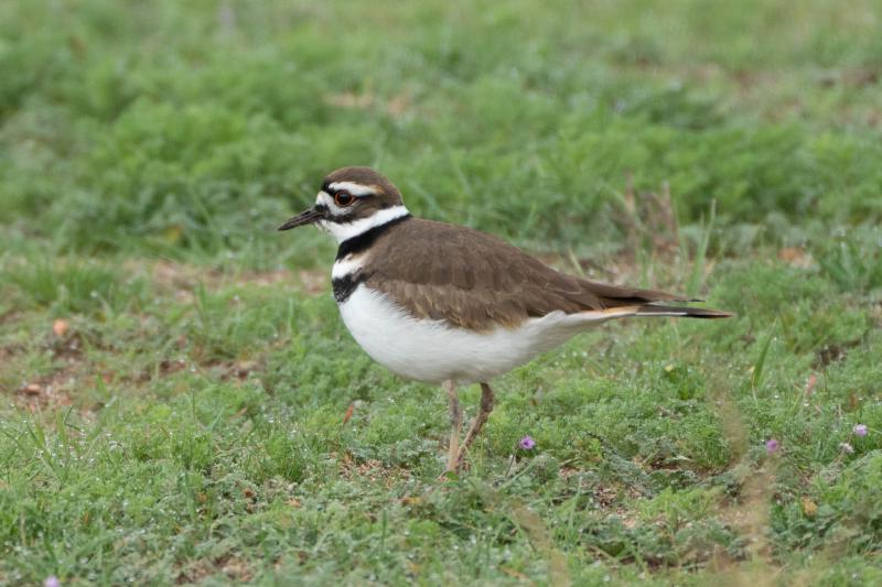 Killdeer