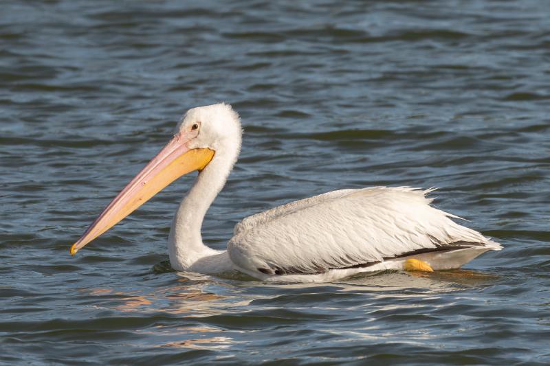 American White Pelican