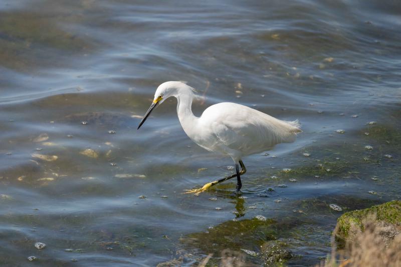 Snowy Egret