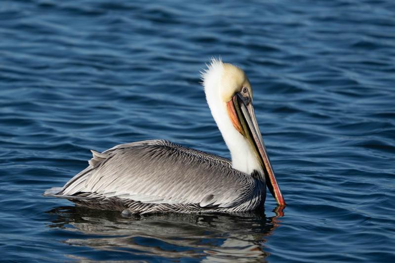 Brown Pelican