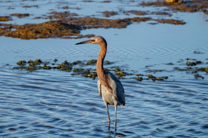 Reddish Egret