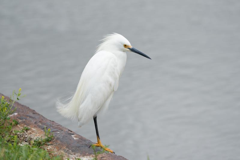 Snowy Egret, breeding adult