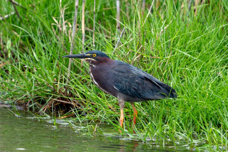 Green Heron