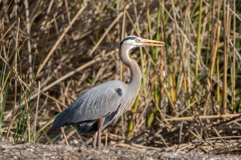 Great Blue Heron