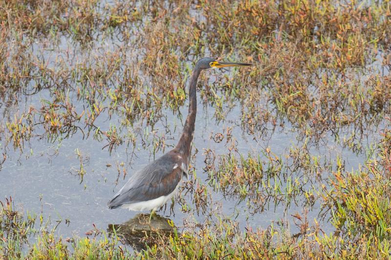 Tricolored Heron