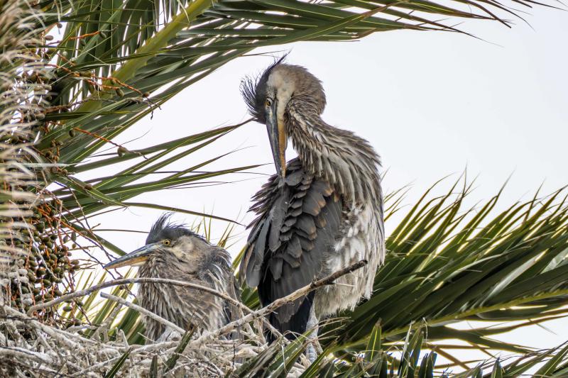 Great Blue Heron immature