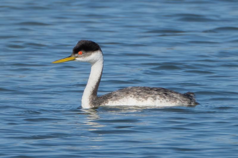 Western Grebe