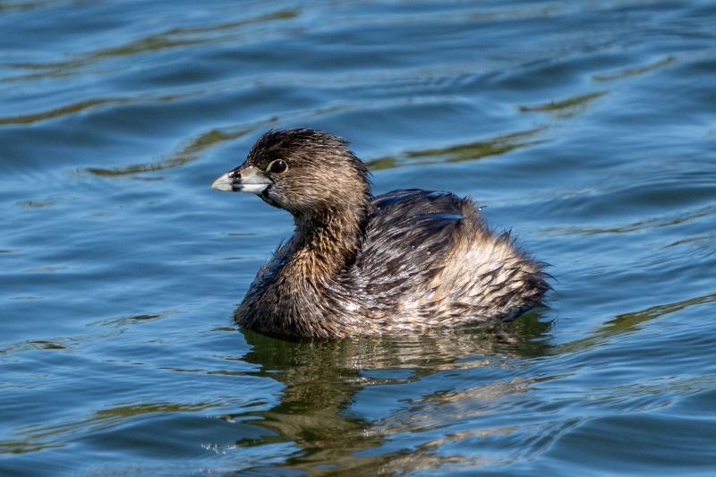 Pie-billed Grebe