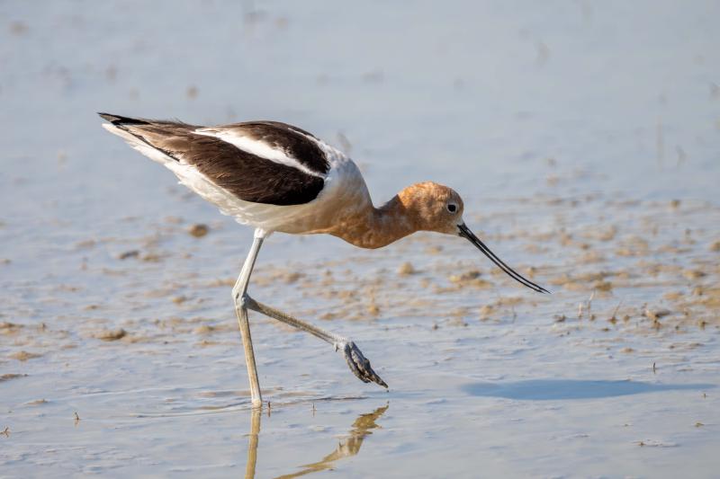 American Avocet