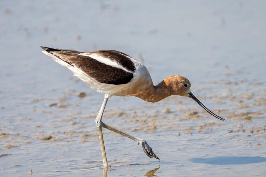 Stilts and Avocets