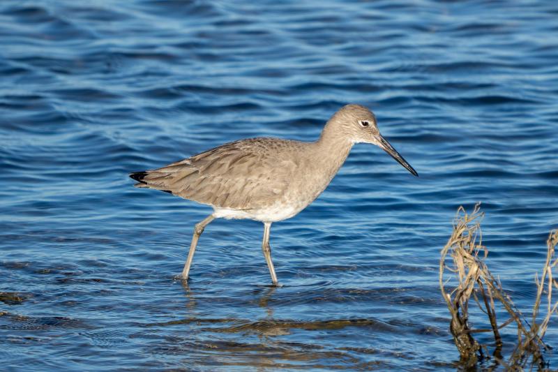 Willet