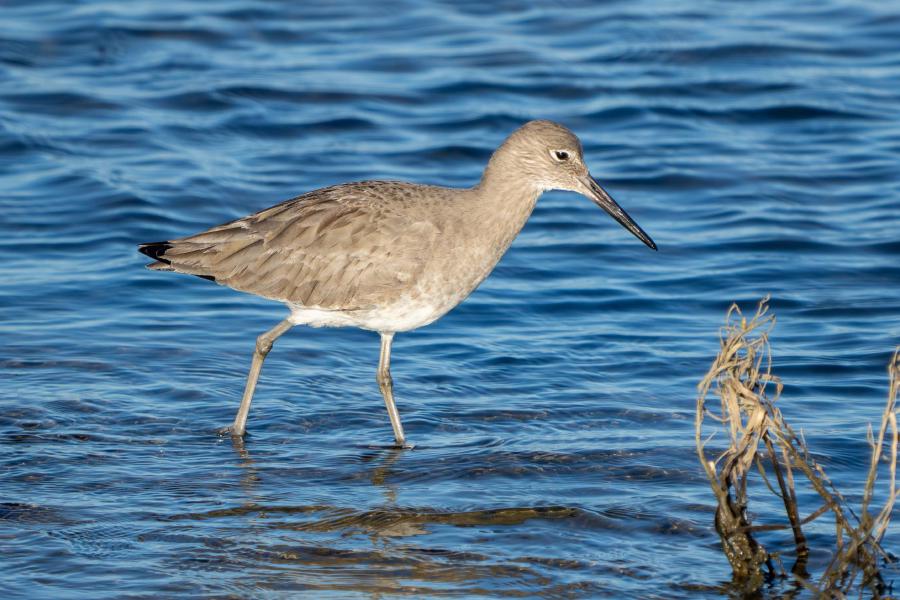 Sandpipers and Allies