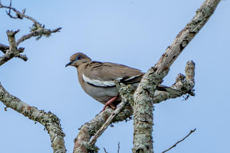 White-winged Dove, in TX