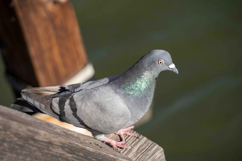 Rock Pigeon