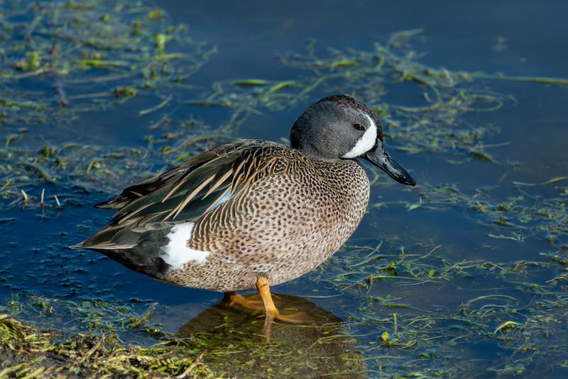 Blue-winged Teal