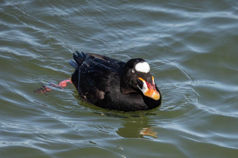 Surf Scoter