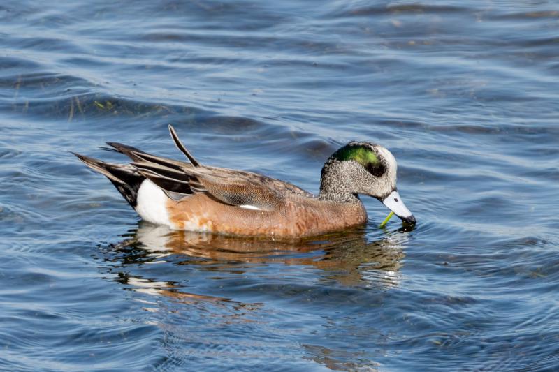 American Wigeon