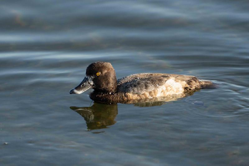 Lesser Scaup female