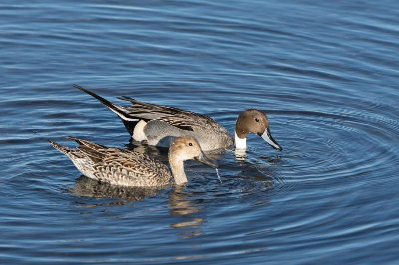 Northern Pintail couple