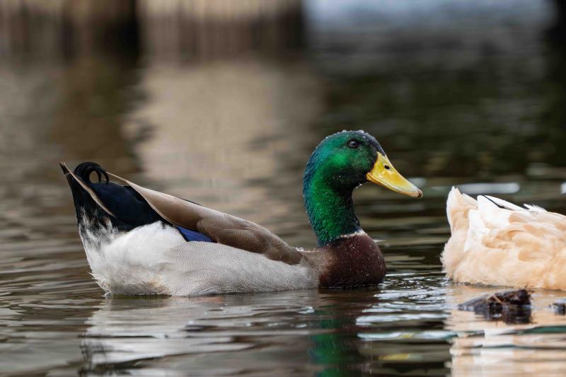 Mallard breeding male