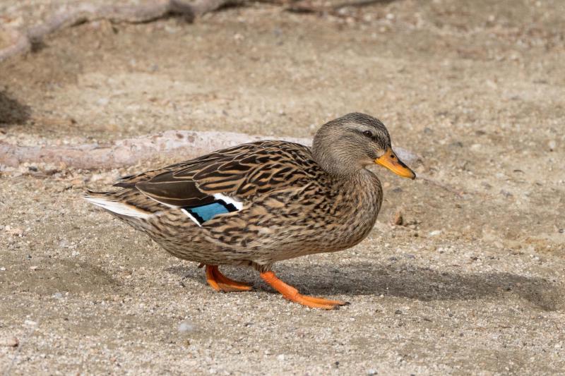 Mallard female