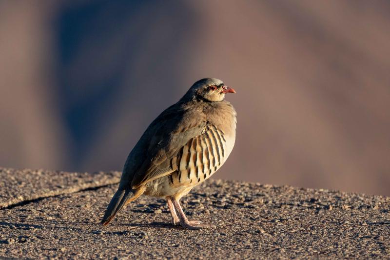 Chukar