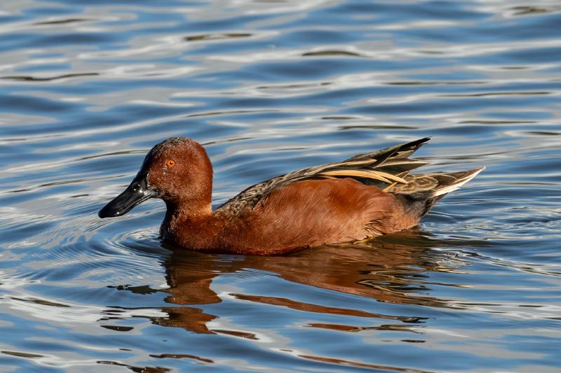 Cinnamon Teal
