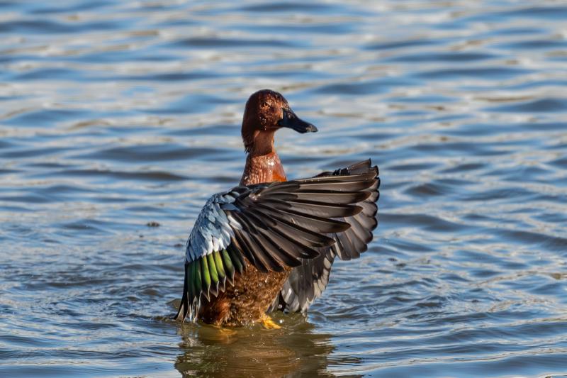 Cinnamon Teal