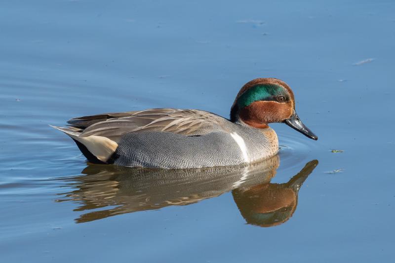 Green-winged Teal