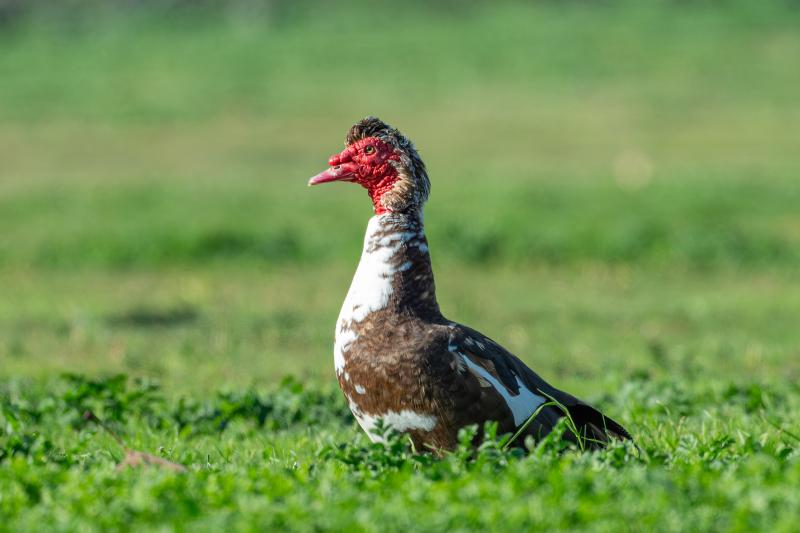 Muscovy Duck