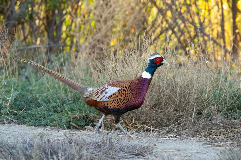 Ring-necked Pheasant