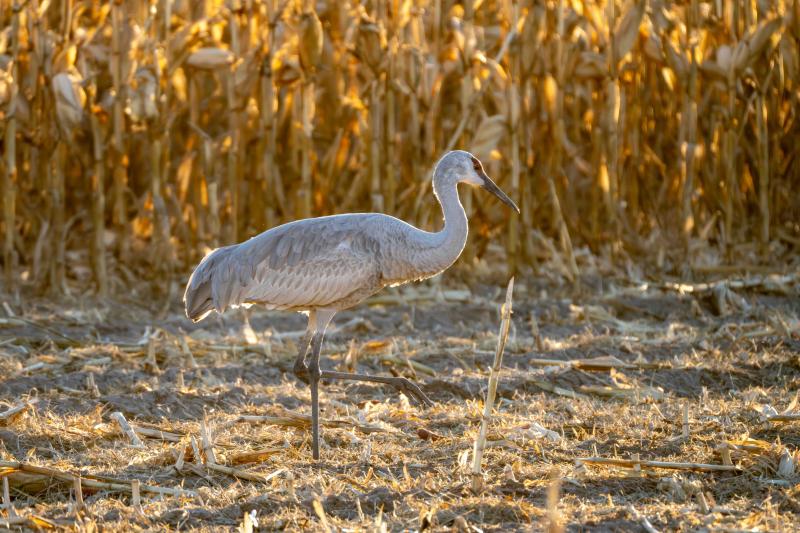 Sandhill Crane