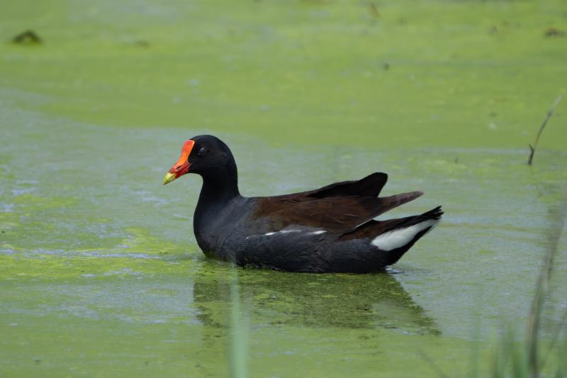 Common Gallinule, in TX