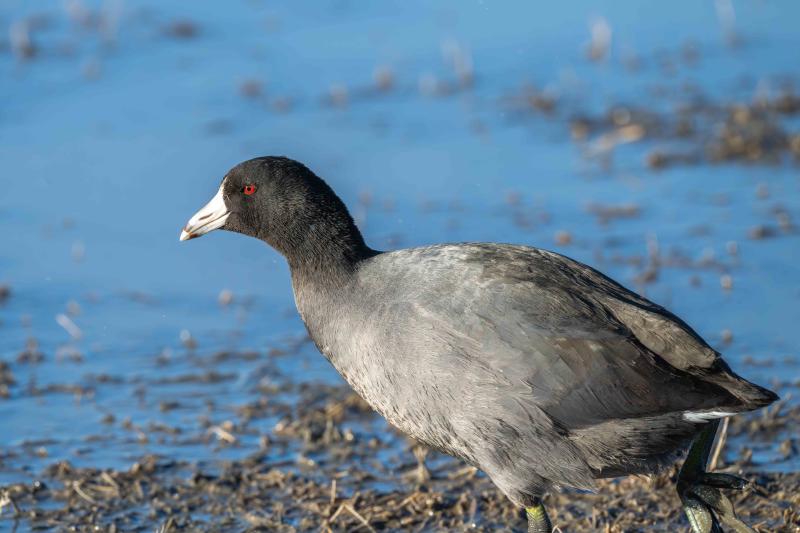 American Coot