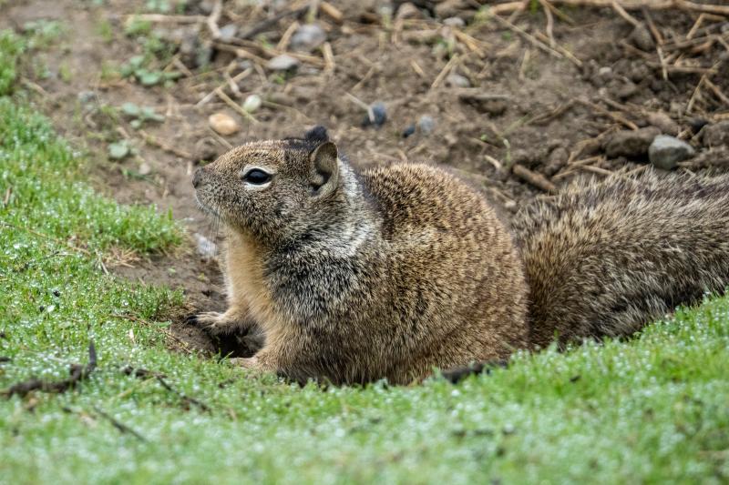 California Ground Squirrel