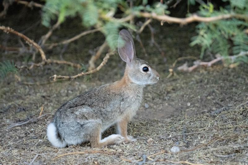 Cottontail Rabbit