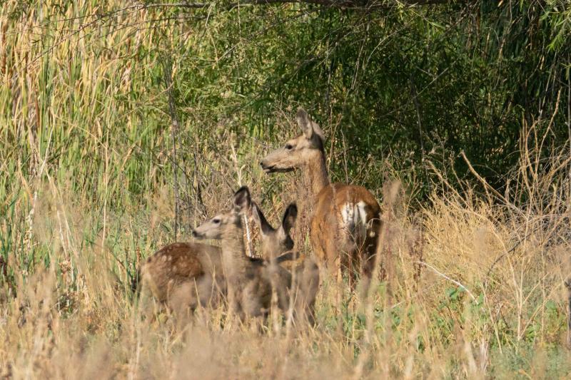 Mule Deers