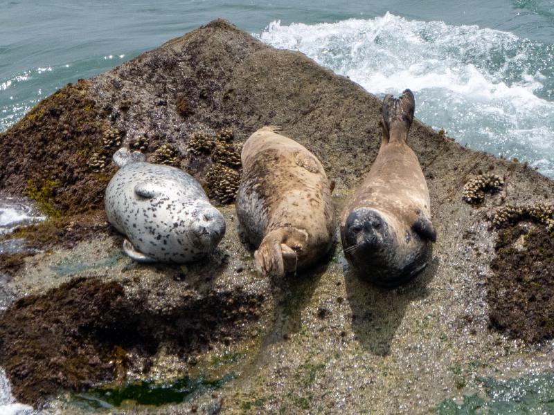 Sea Lions