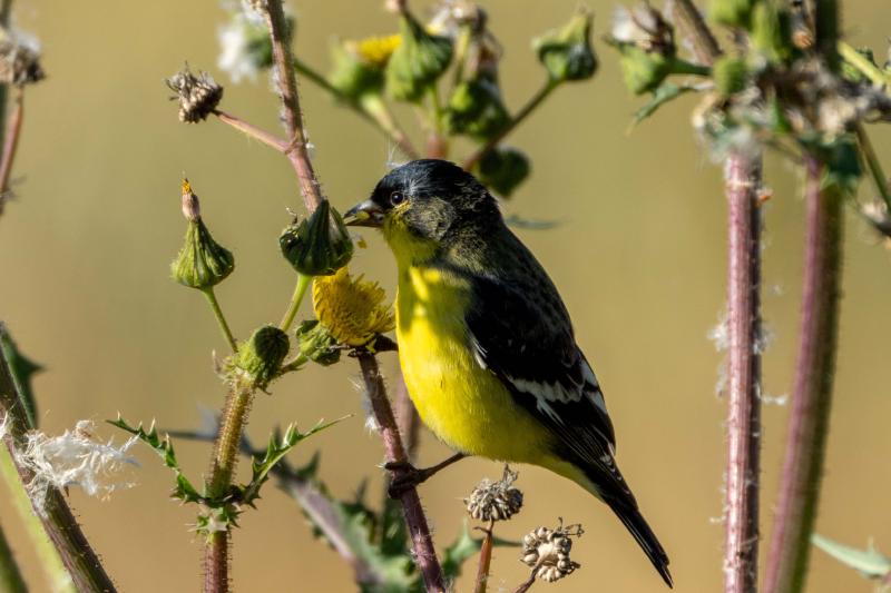 Lesser Goldfinch