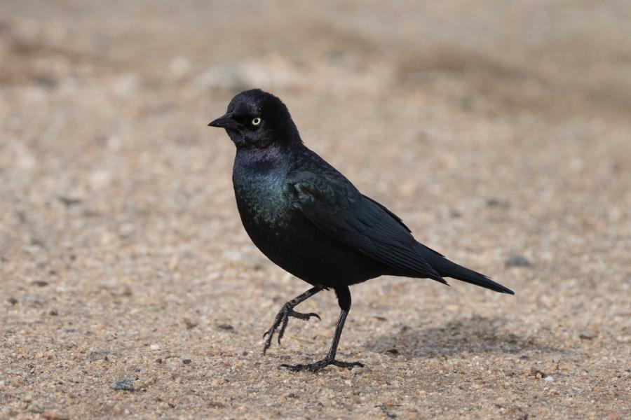 Icterids / New World Blackbirds