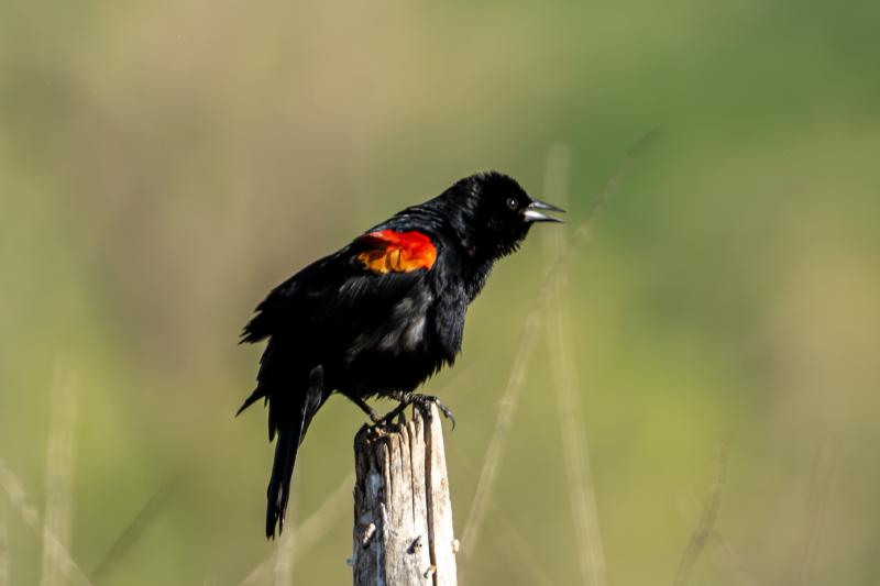 Red-winged Blackbird