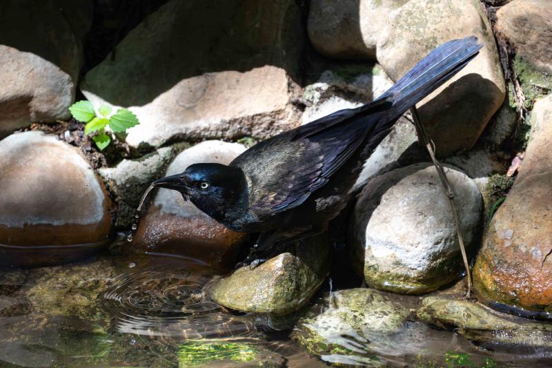 Common Grackle, in TX