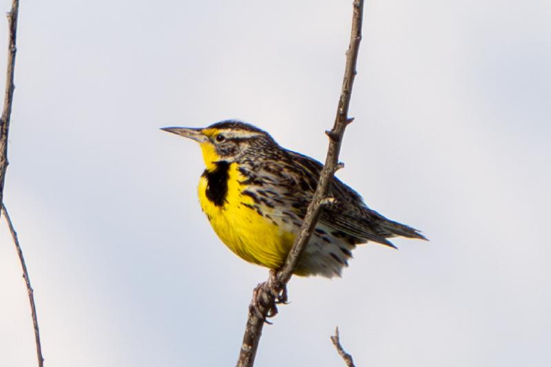 Western Meadowlark