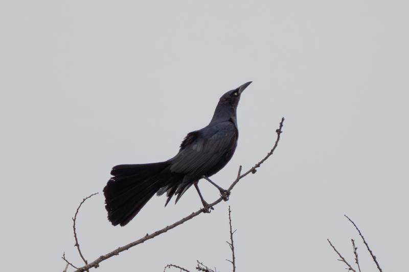 Great-tailed Grackle