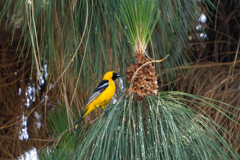 Hooded Oriole
