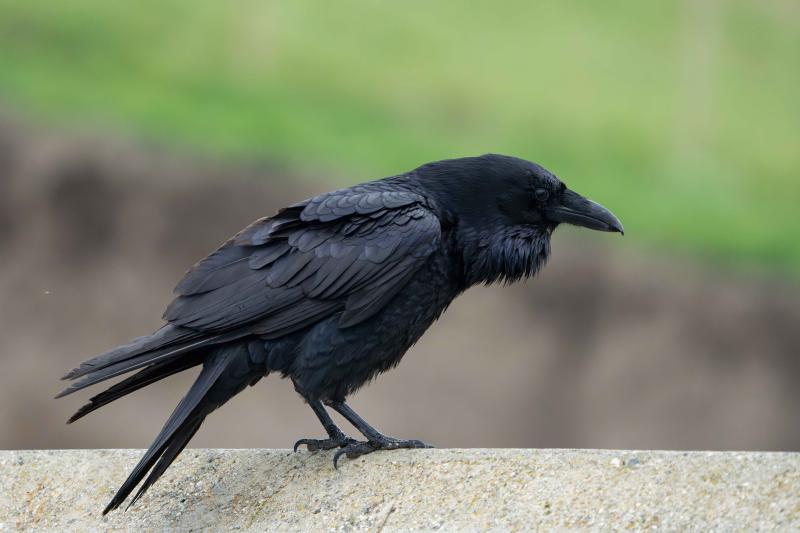 Common Raven