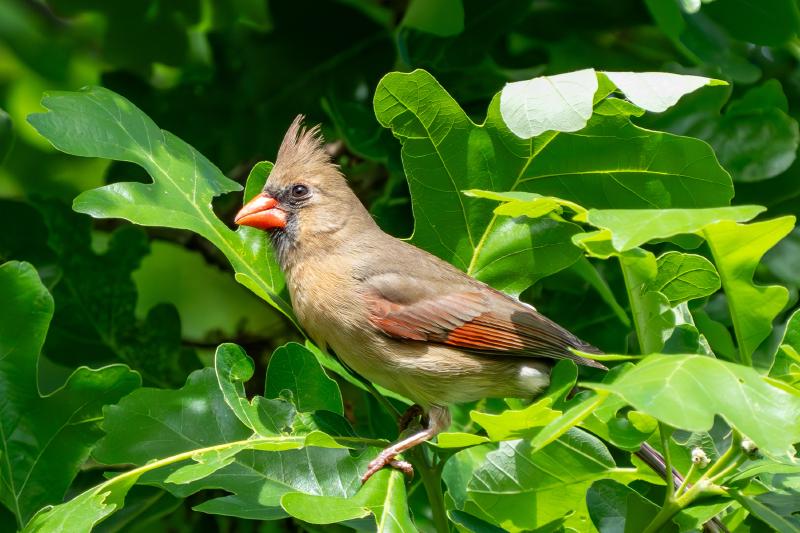 Northern Cardinal female, in TX